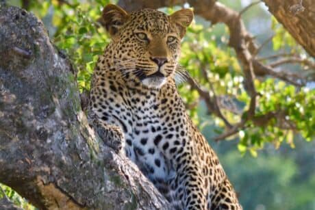 Luxury Safari North Tanzania