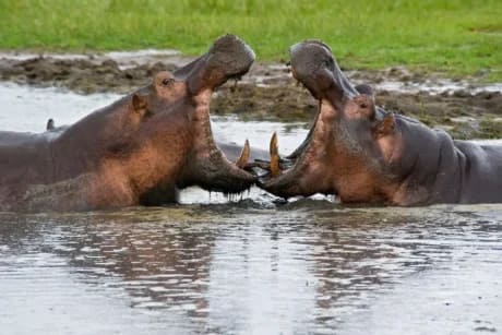 Luxury Safari Northern Tanzania