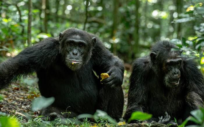 Kibale National Park Kibale National Park