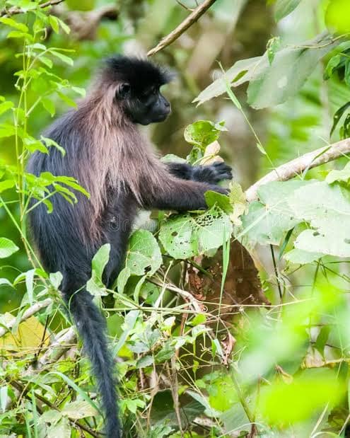 Kibale National Park Kibale National Park