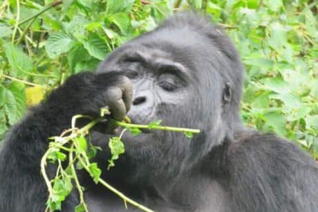 Gorilla-Chimpanzee expedition Uganda