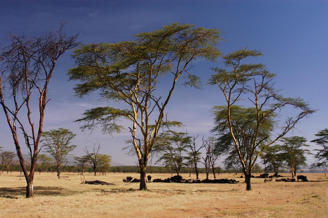 Lake Nakuru