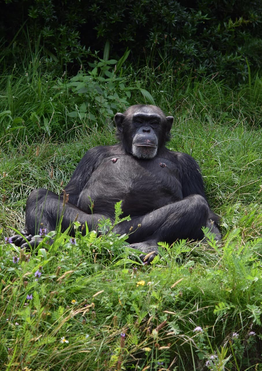 Gombe National Park