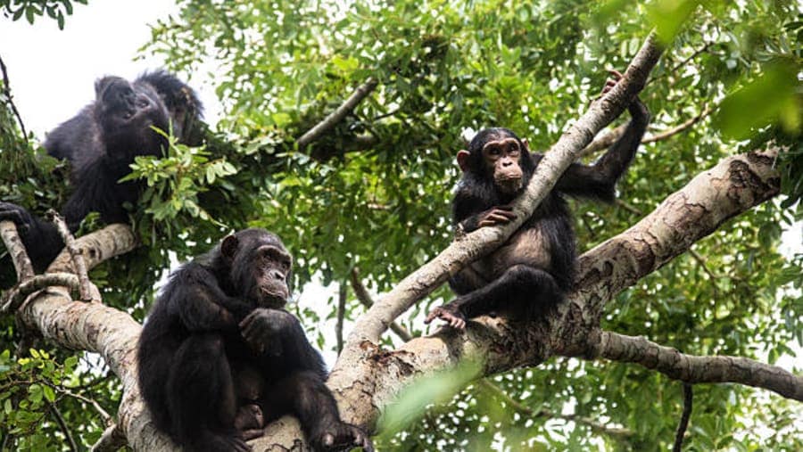 Gombe National Park