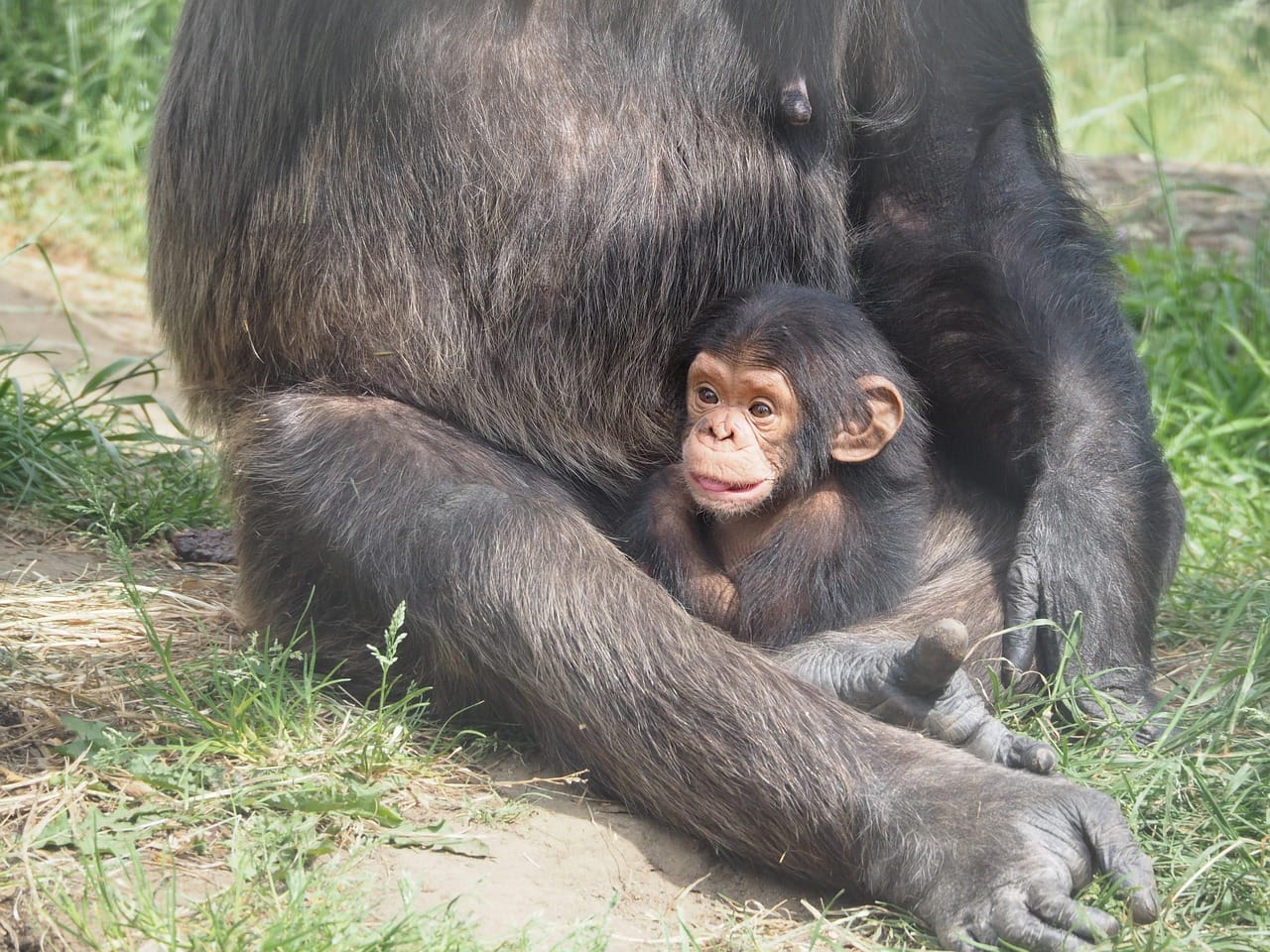 Gombe National Park