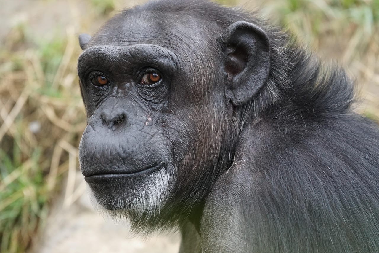 Gombe National Park