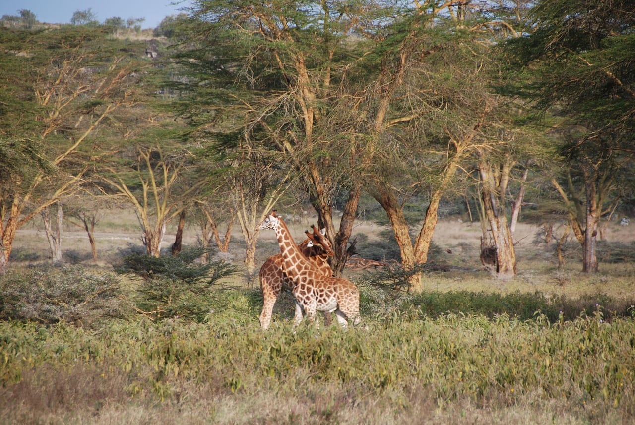 Lake Nakuru