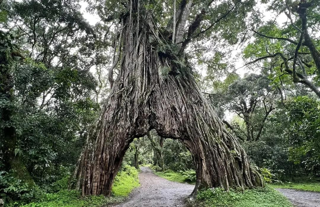 Arusha National Park