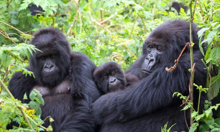 Bwindi Bwindi
