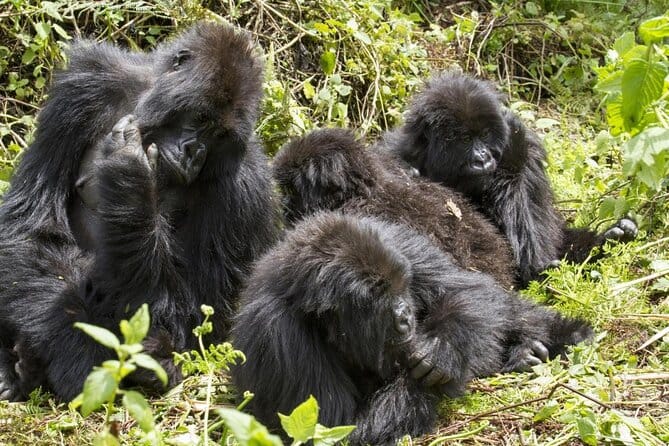 Bwindi Bwindi