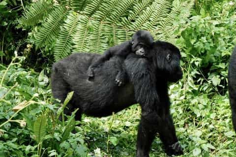 Bwindi Bwindi