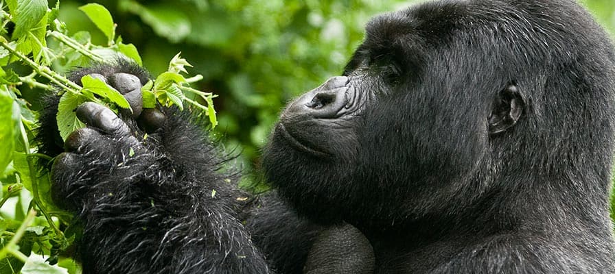 Bwindi Bwindi