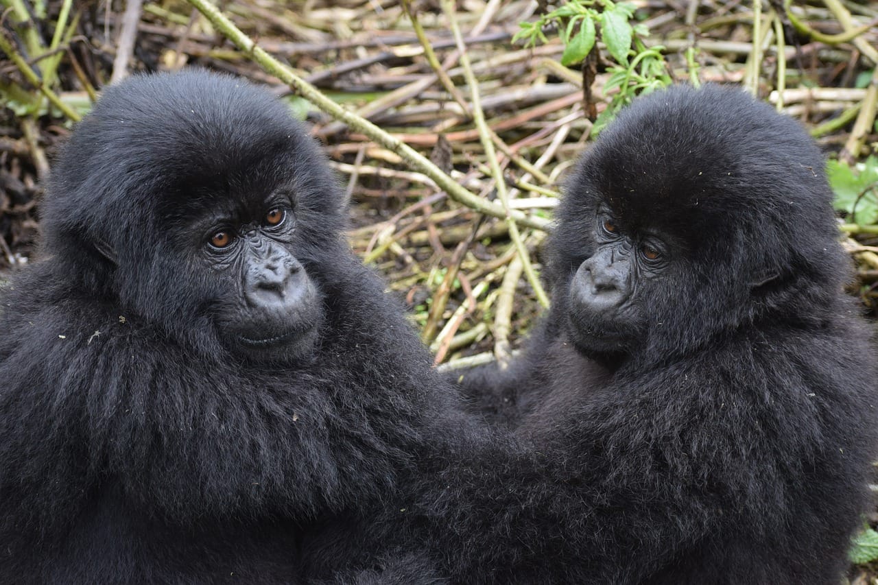 Gorilla Trekking Uganda