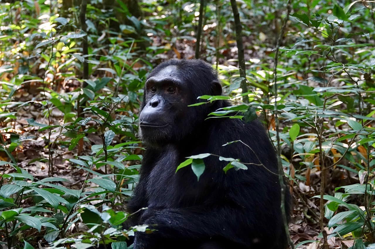 Kibale National Park Kibale National Park