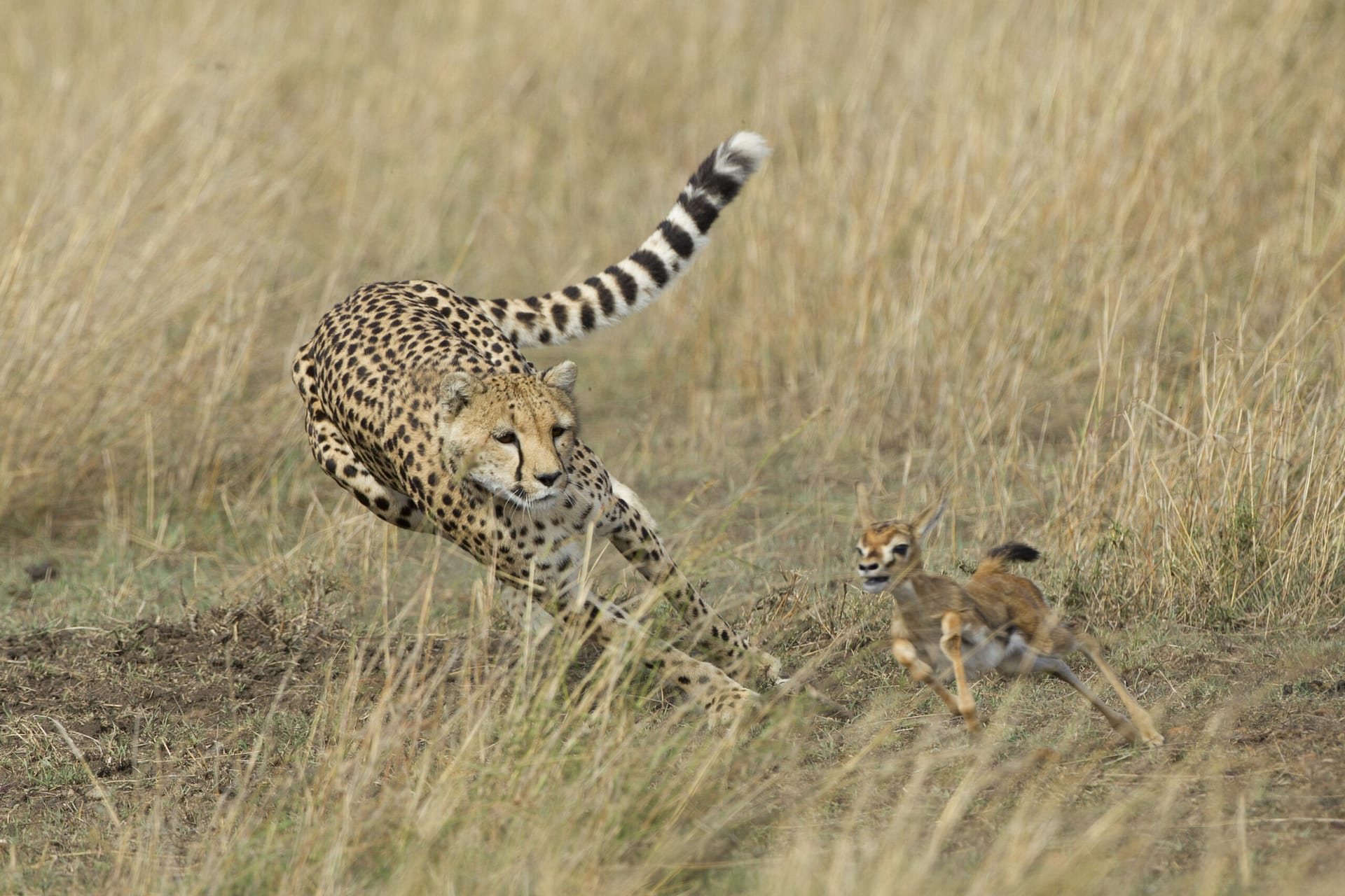 Serengeti National Park Serengeti National Park
