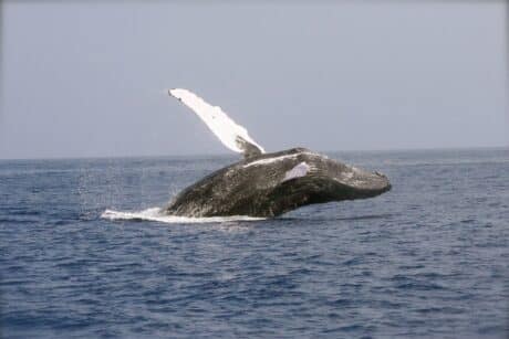 Great Migration & Humpback Whales