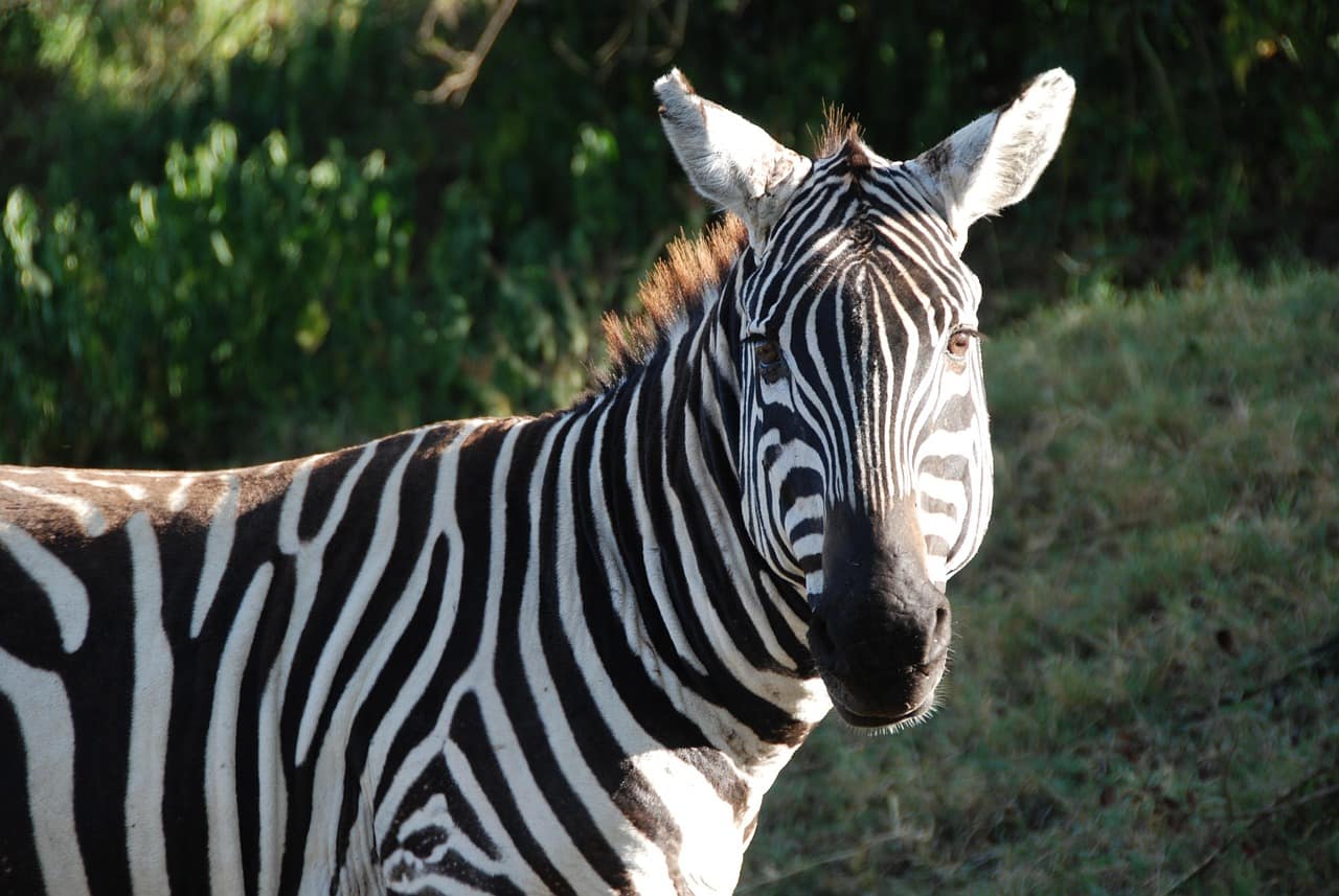 Lake Nakuru