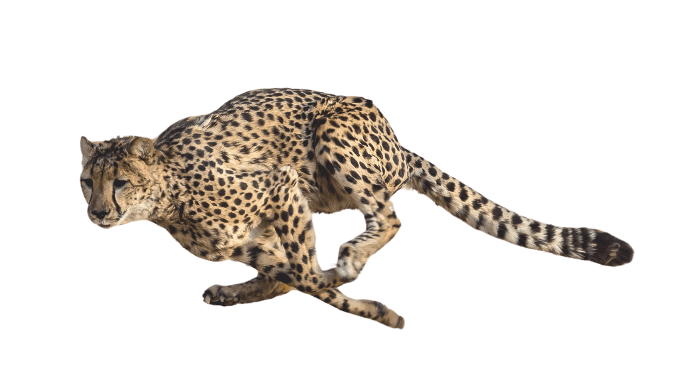 eSafari Africa eSafari Africa