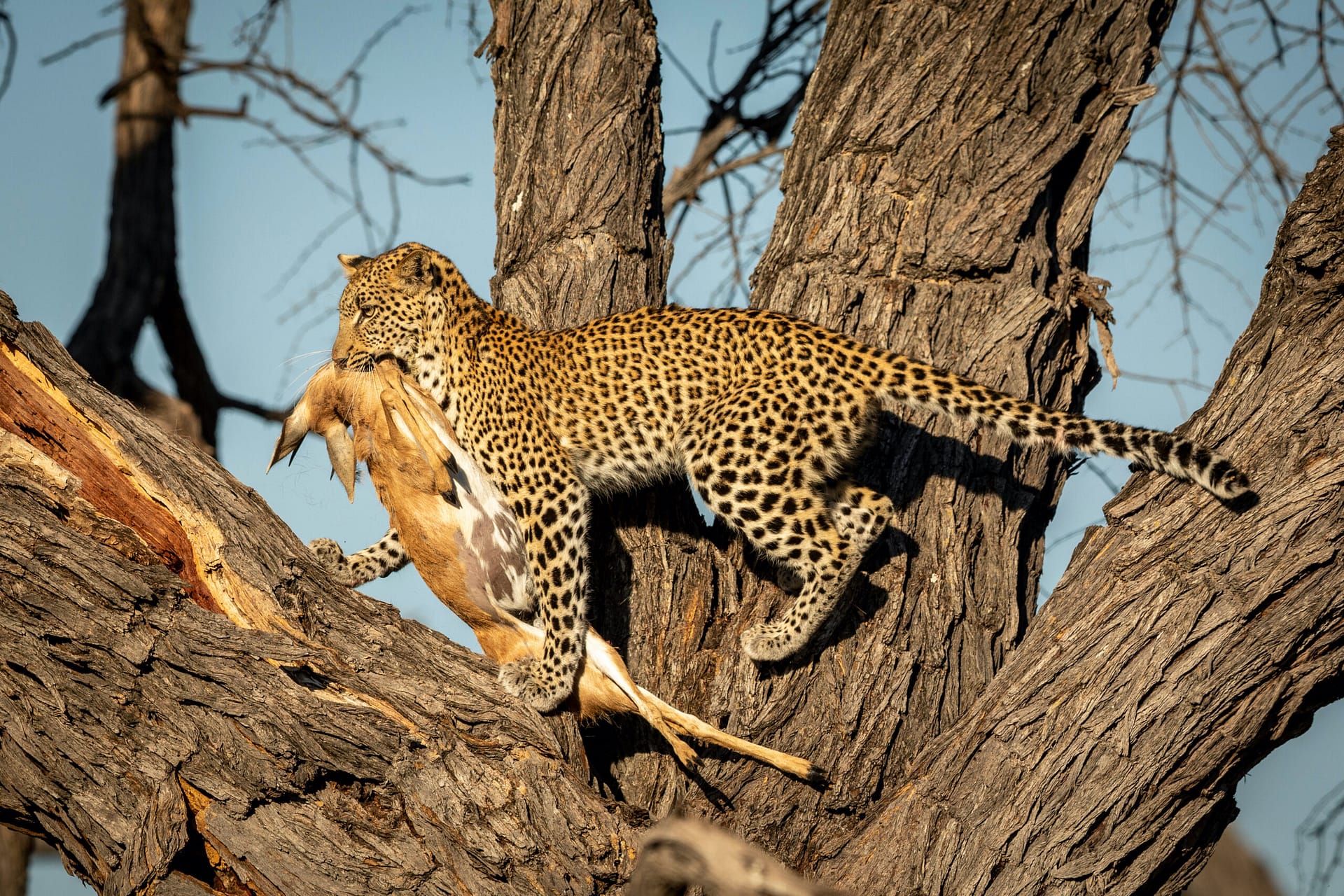Safari in North Tanzania