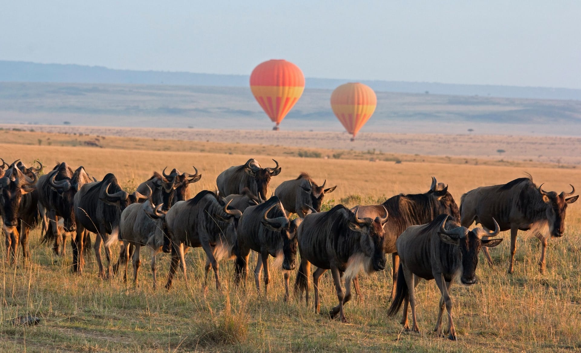 Safari in Kenya