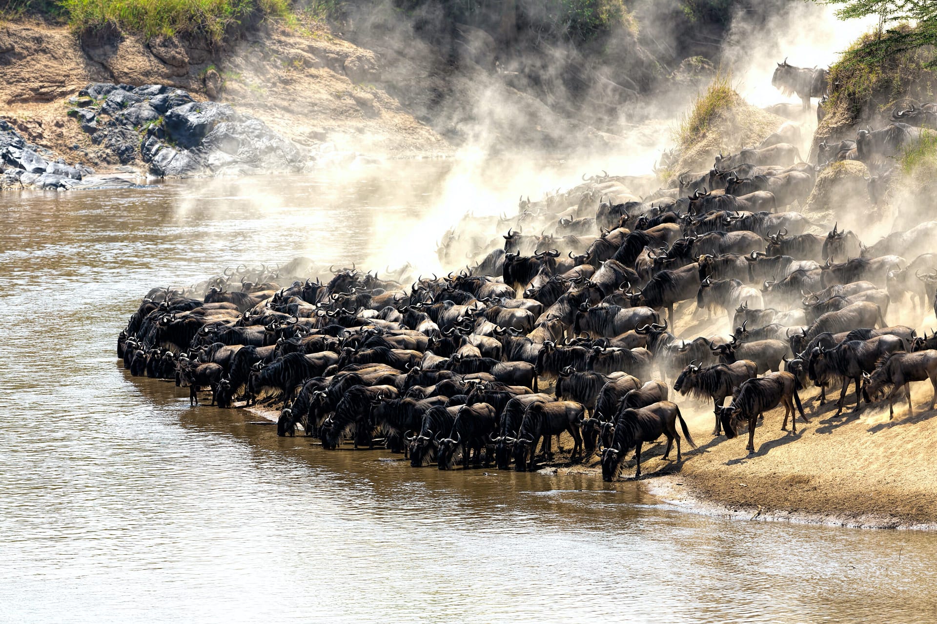 Masai Mara Masai Mara