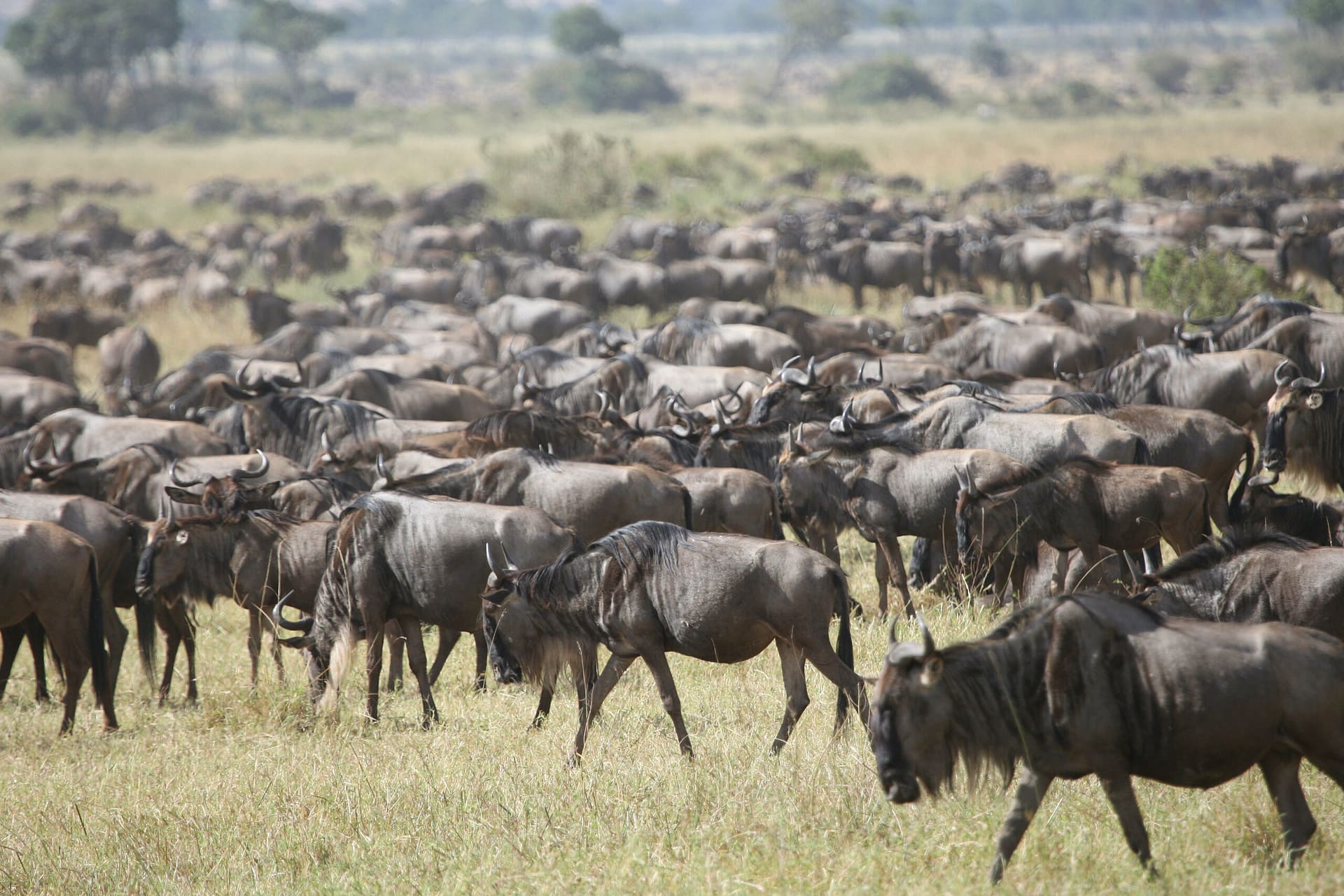 Safari in Kenya