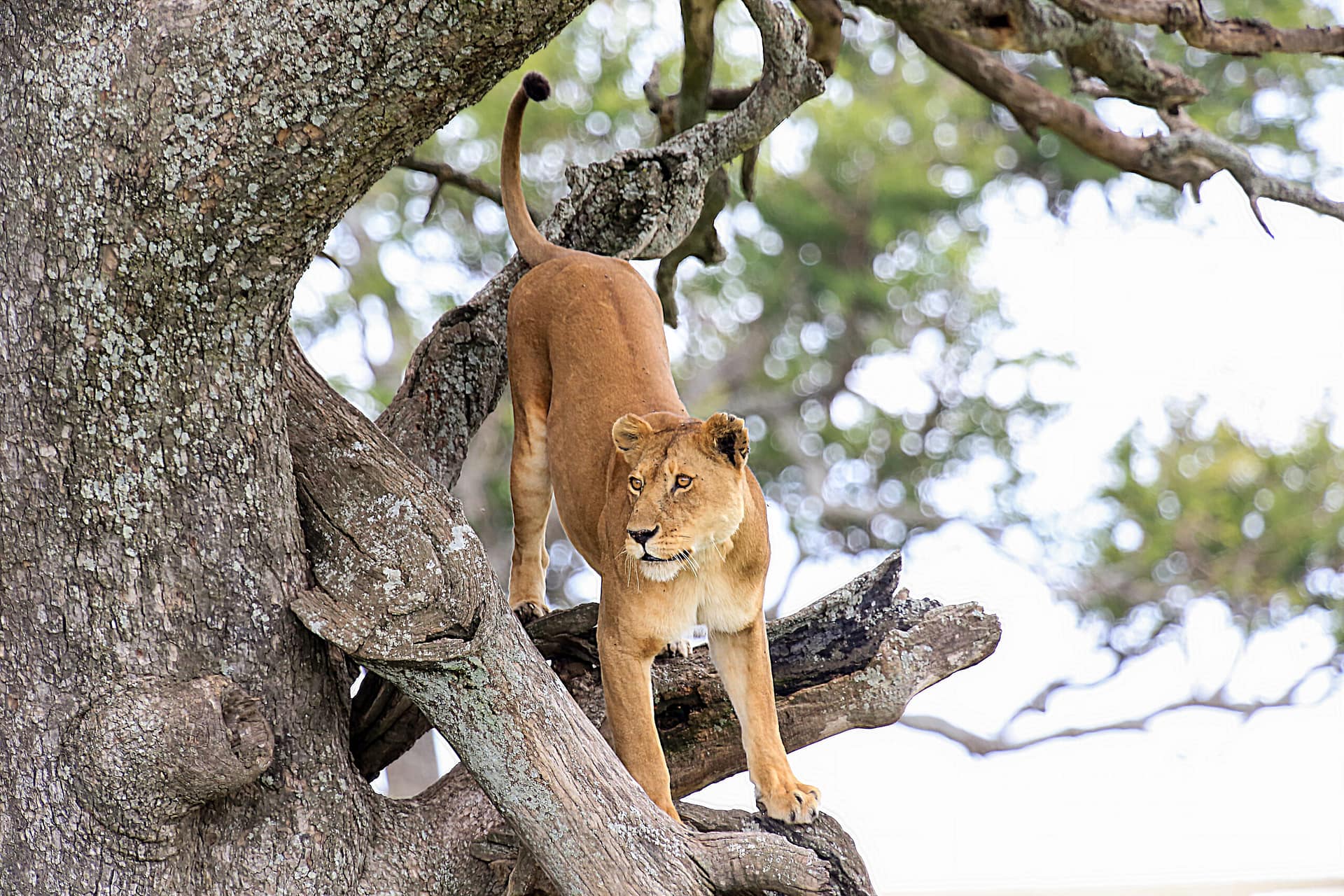 Safari in Kenya