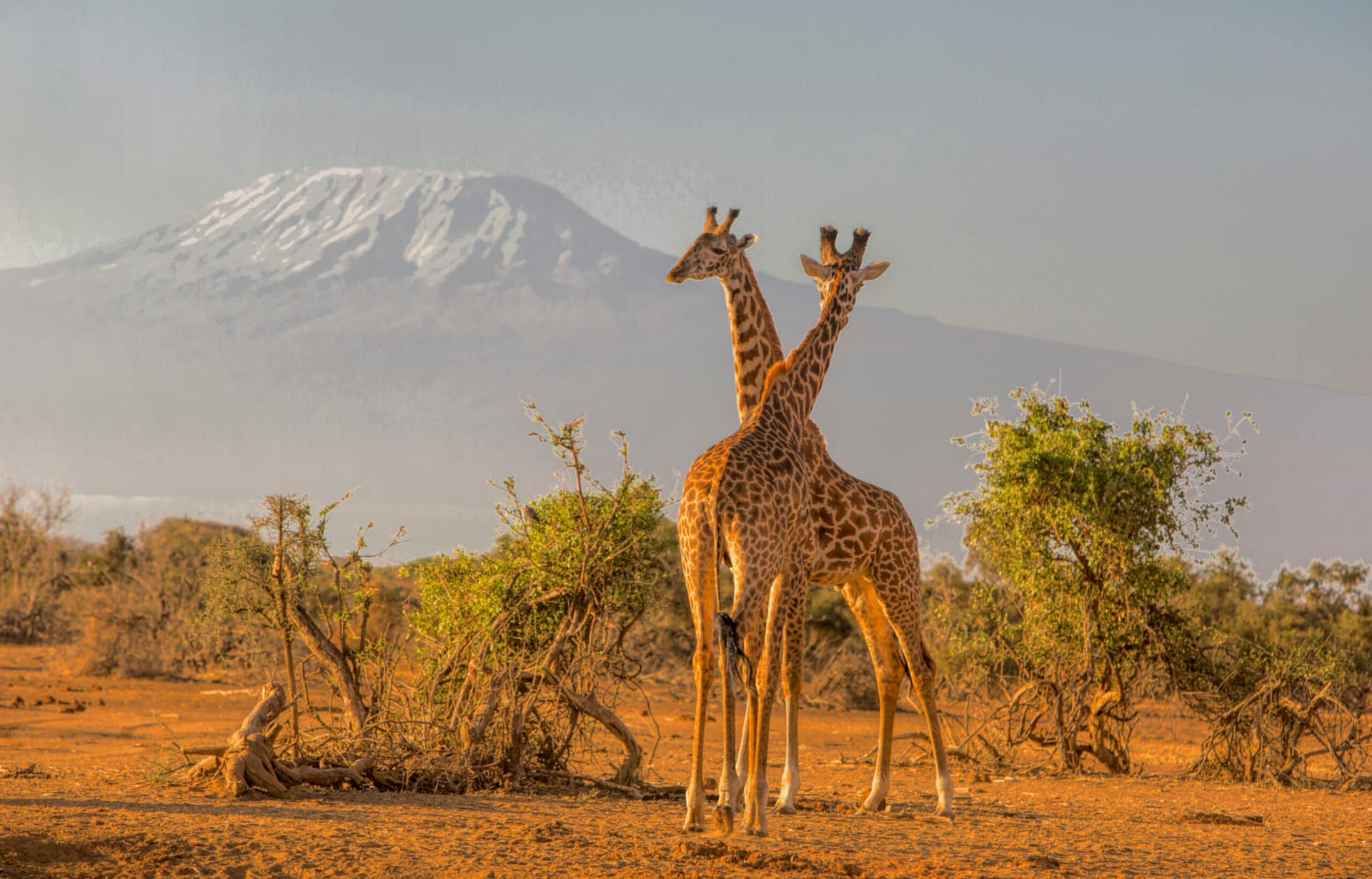 Safari in Kenya