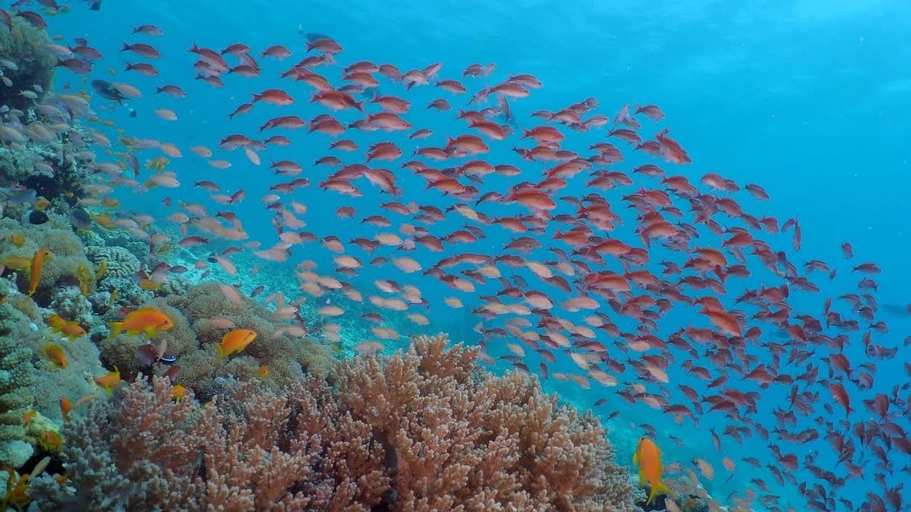 Pemba Island Pemba Island