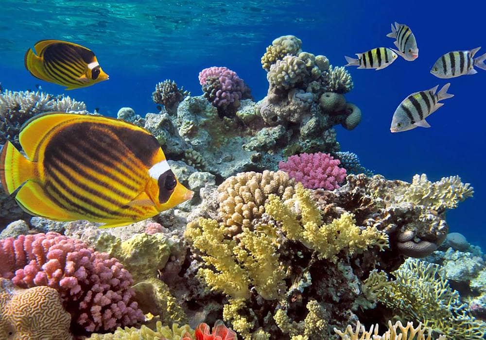 Pemba Island Pemba Island