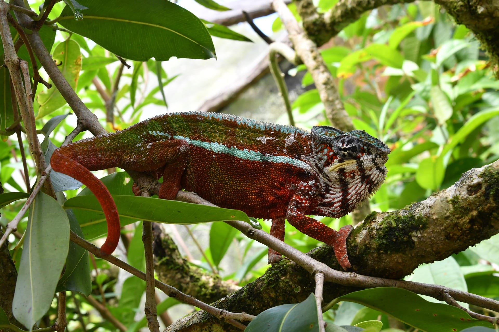 Madagascar