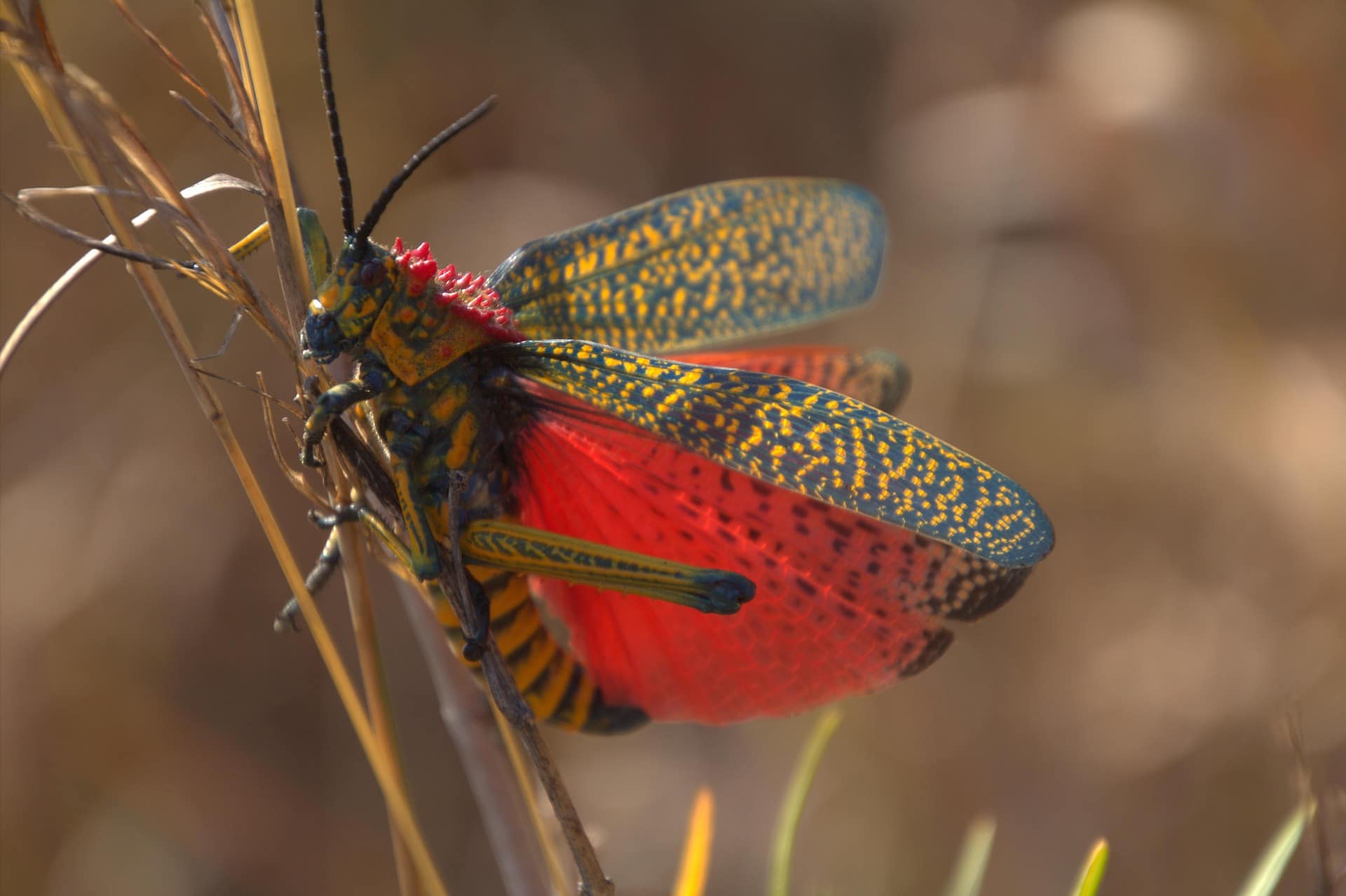 Madagascar