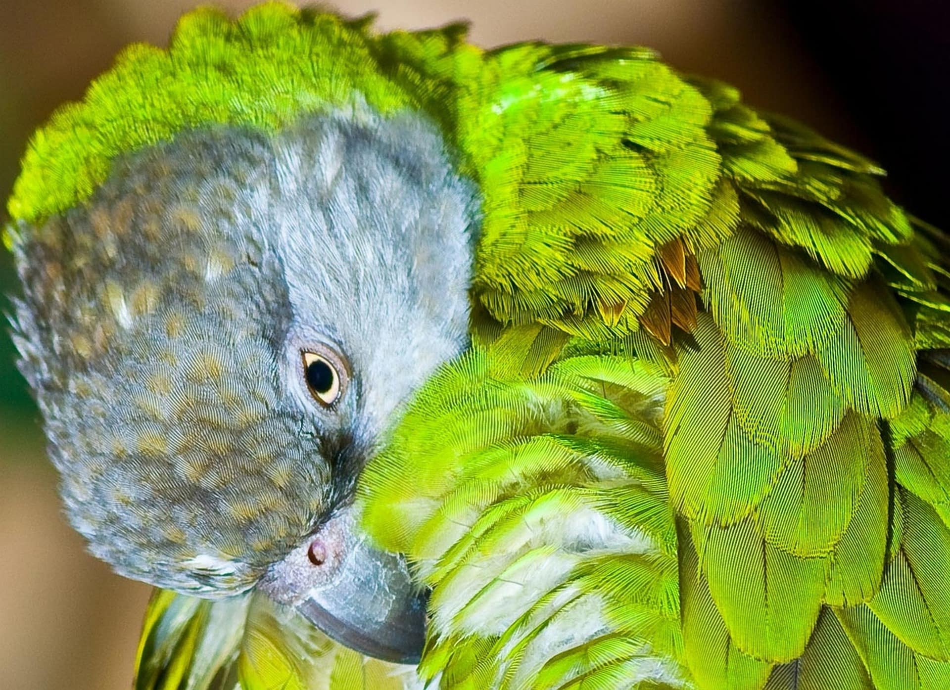 Senegal