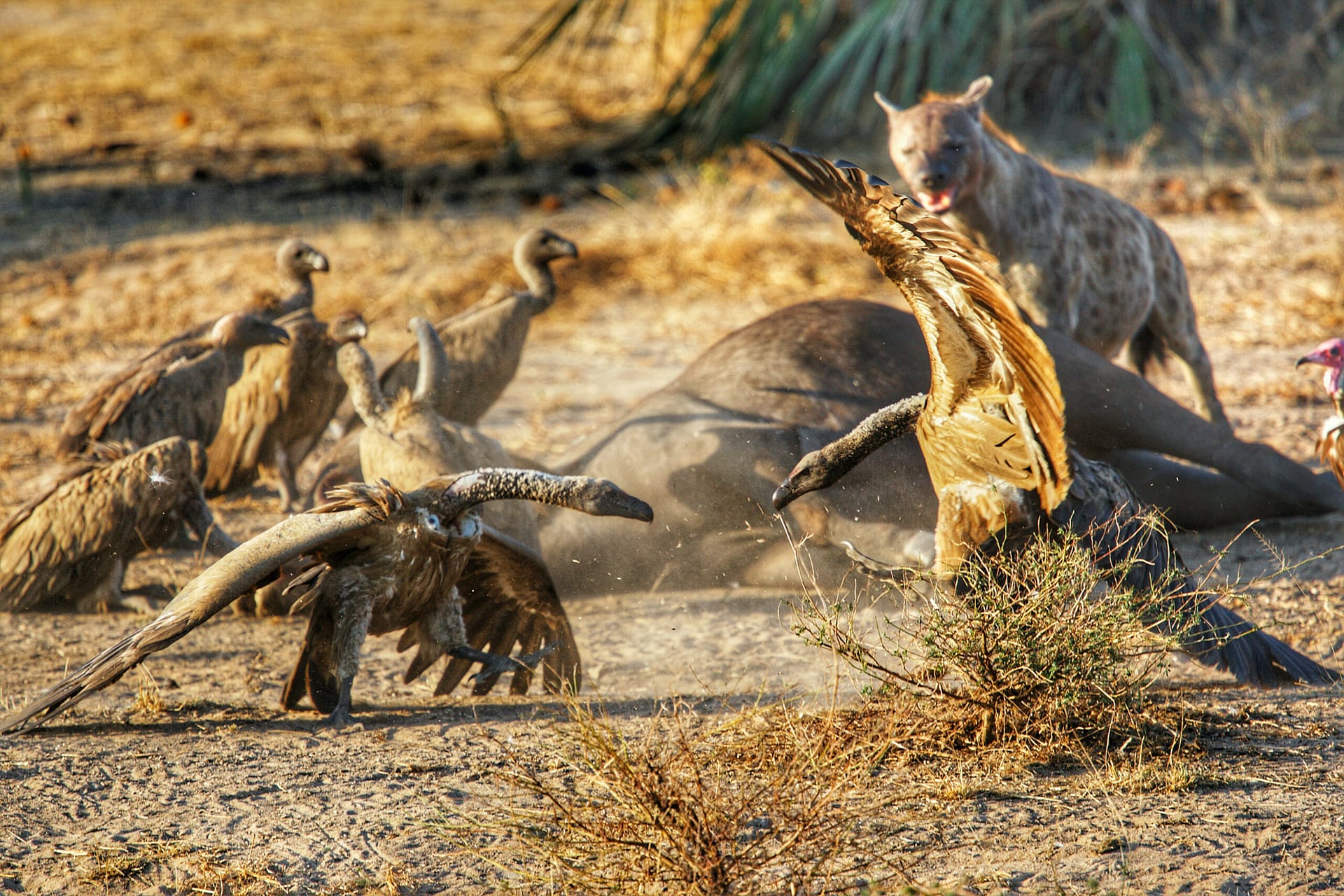 Nyerere National Park