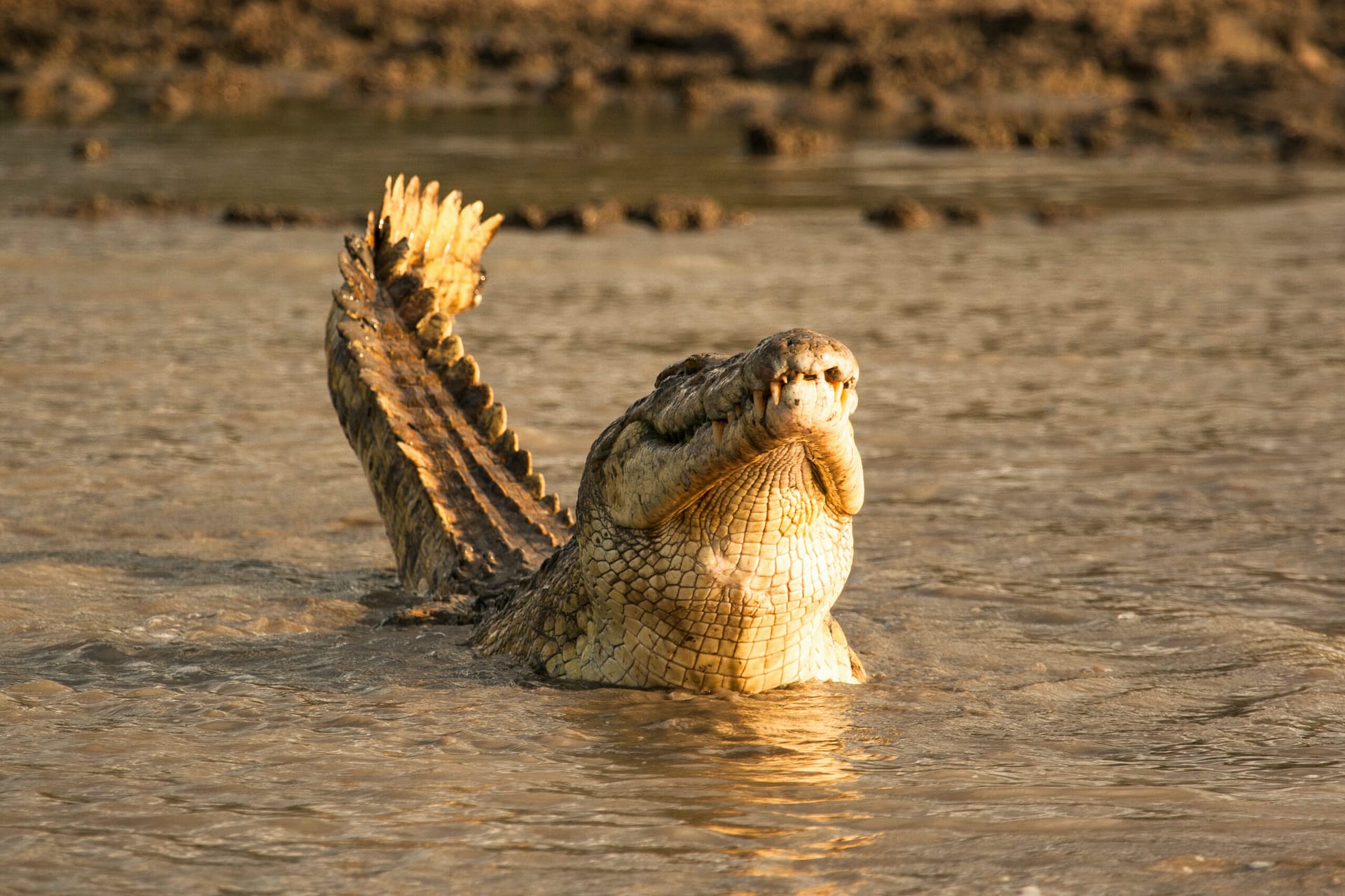 Nyerere National Park