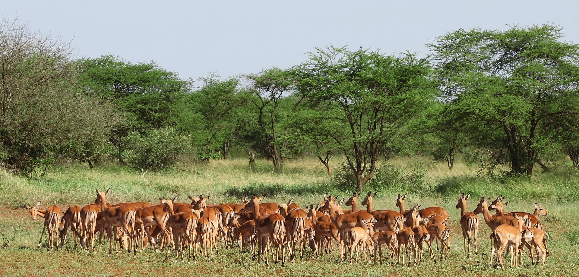Tarangire National Park Tarangire National Park