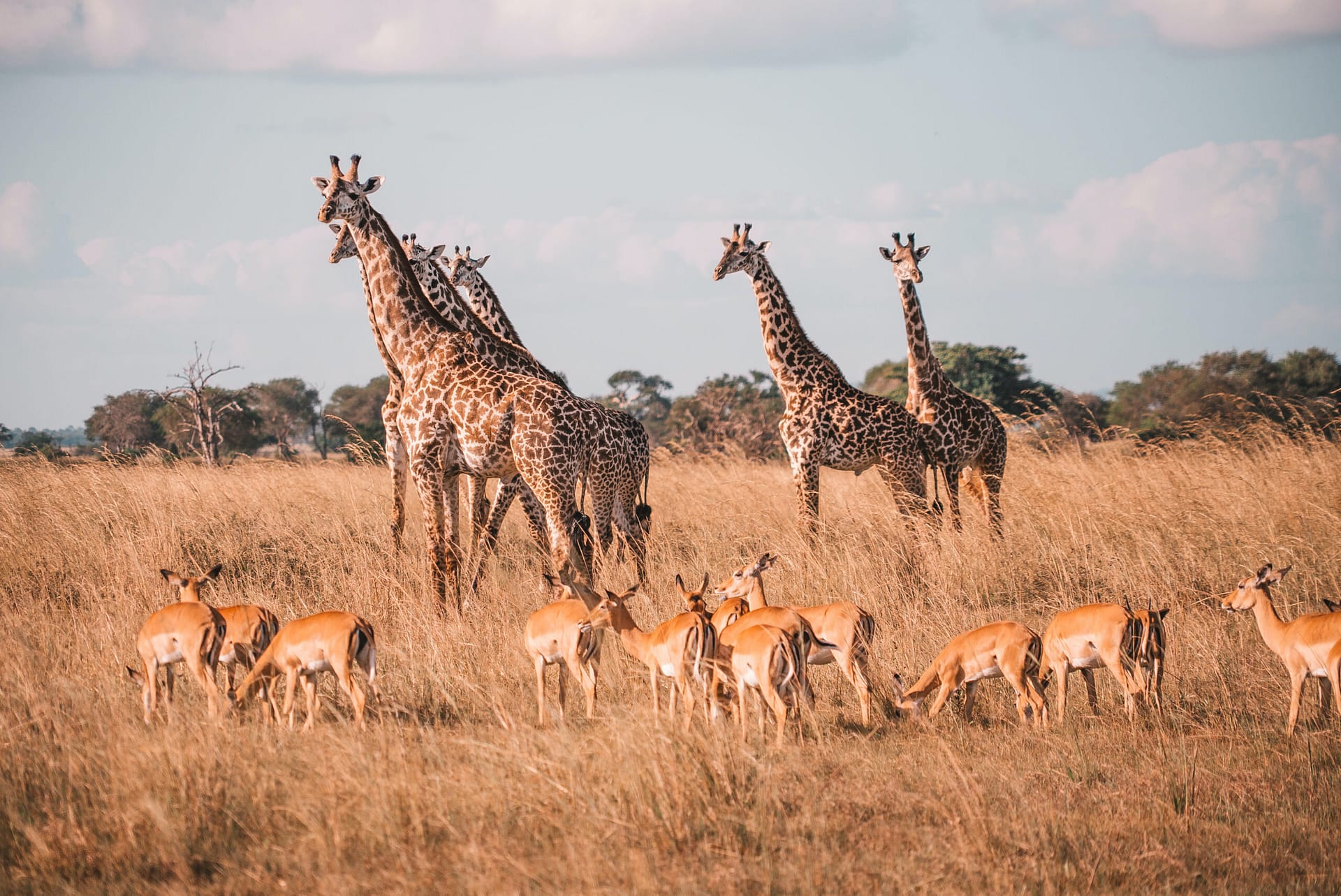 Mikumi National Park Mikumi National Park