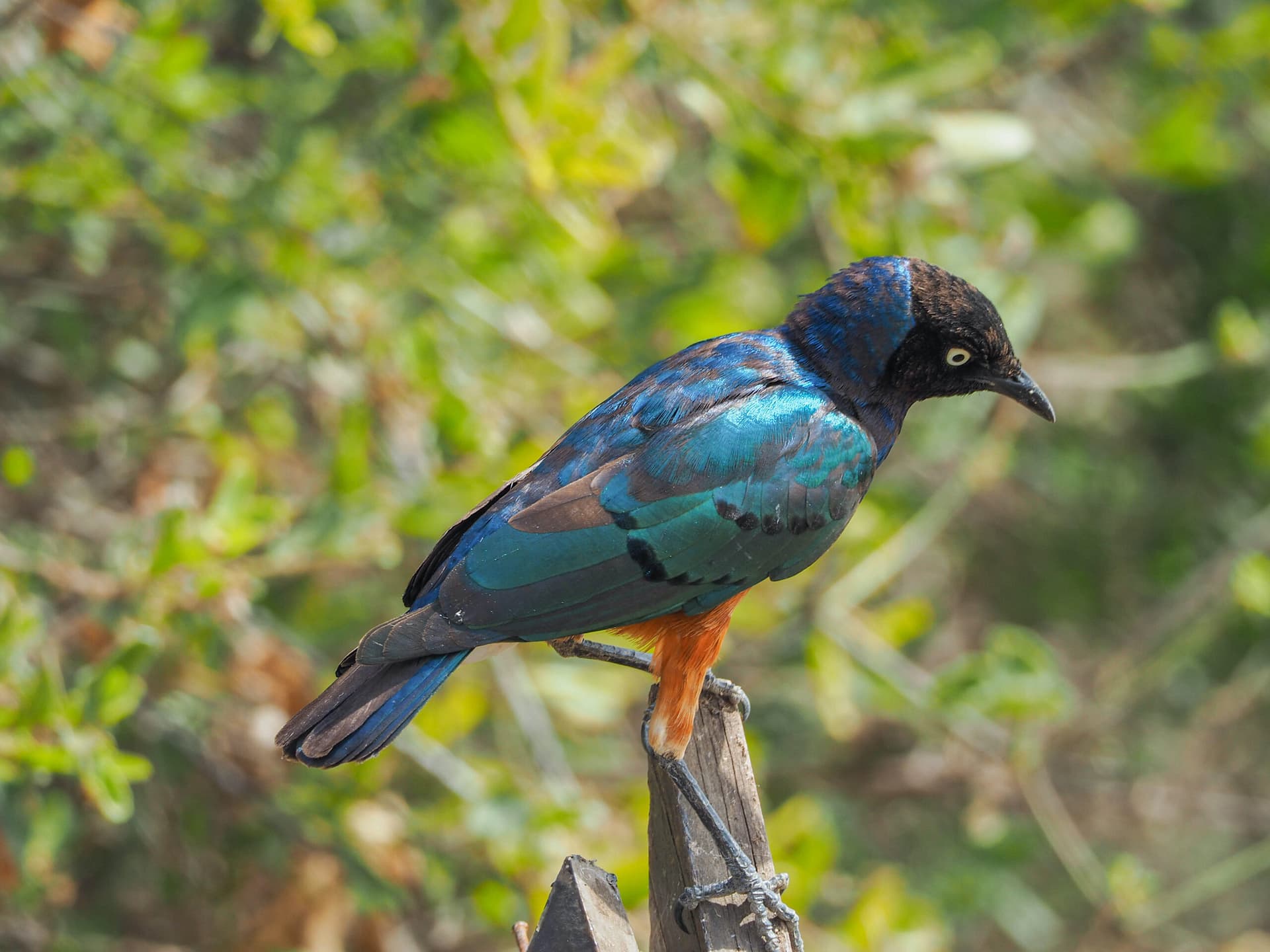 Ngorongoro Crater
