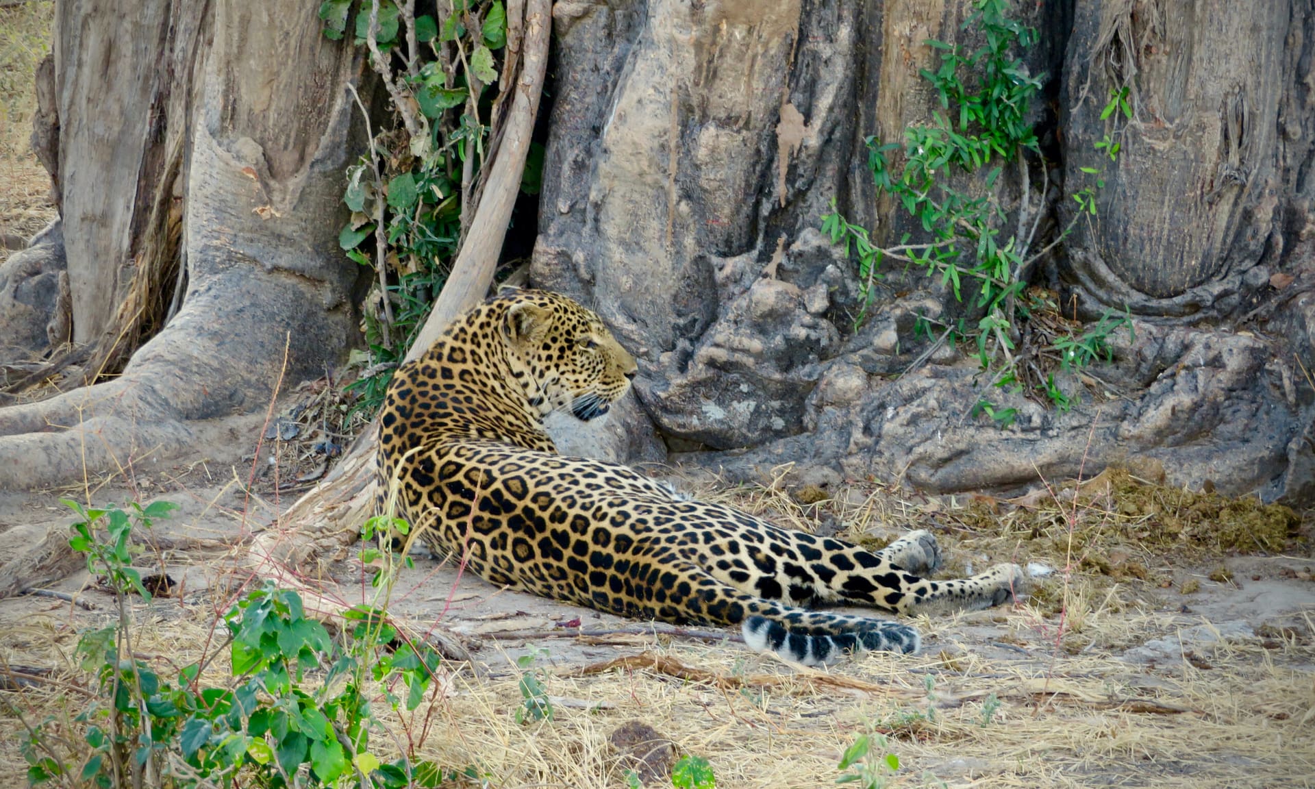 Safari in South Tanzania Safari in South Tanzania