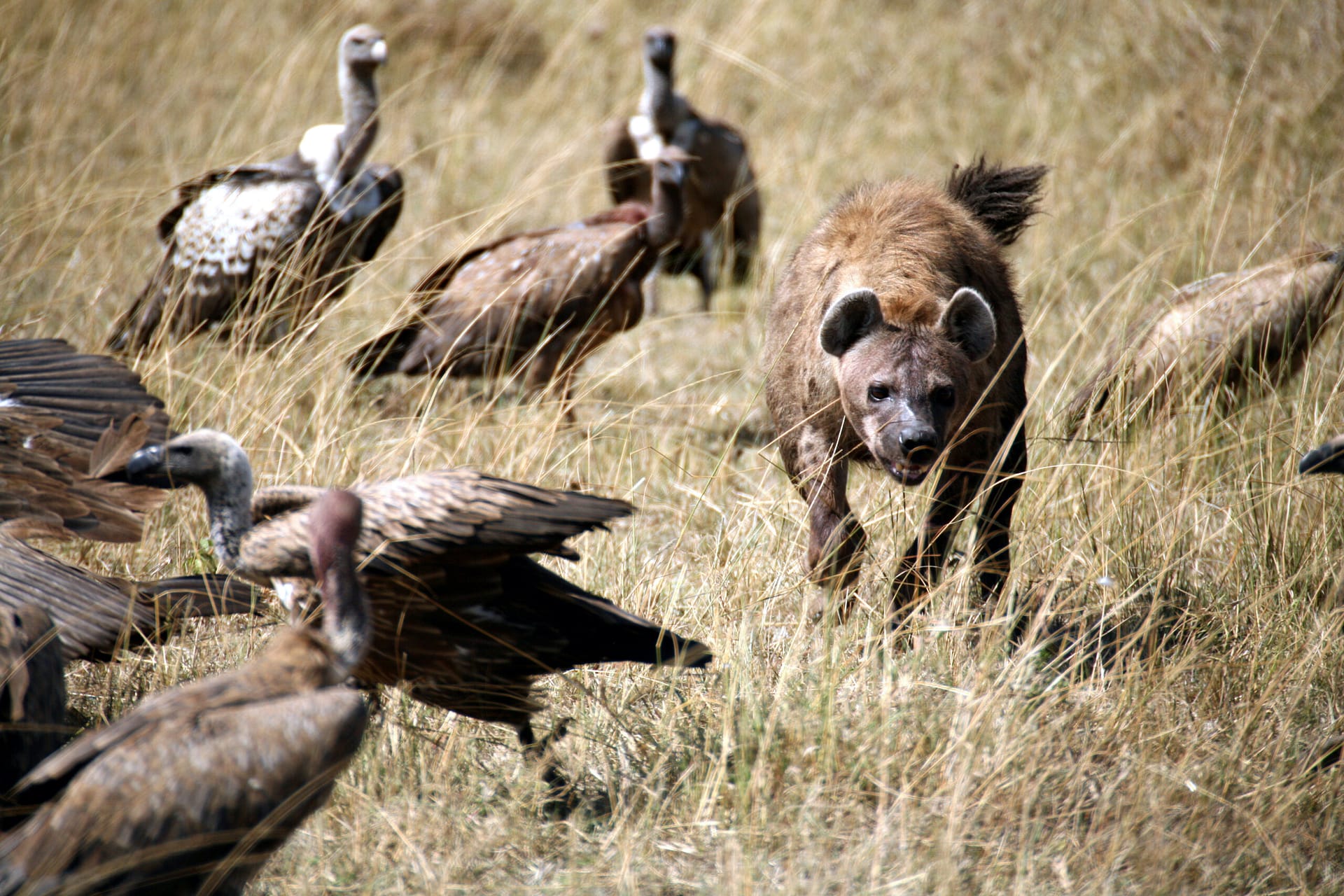 Safari in Tanzania