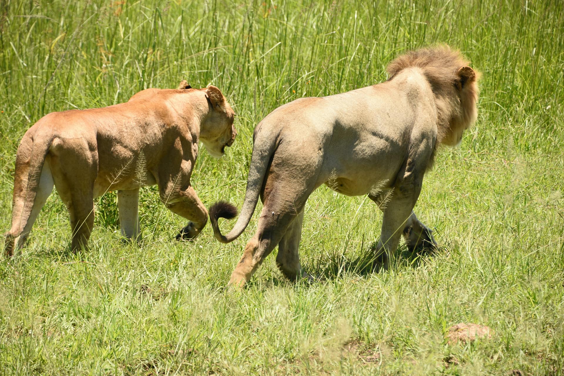 Mikumi National Park Mikumi National Park