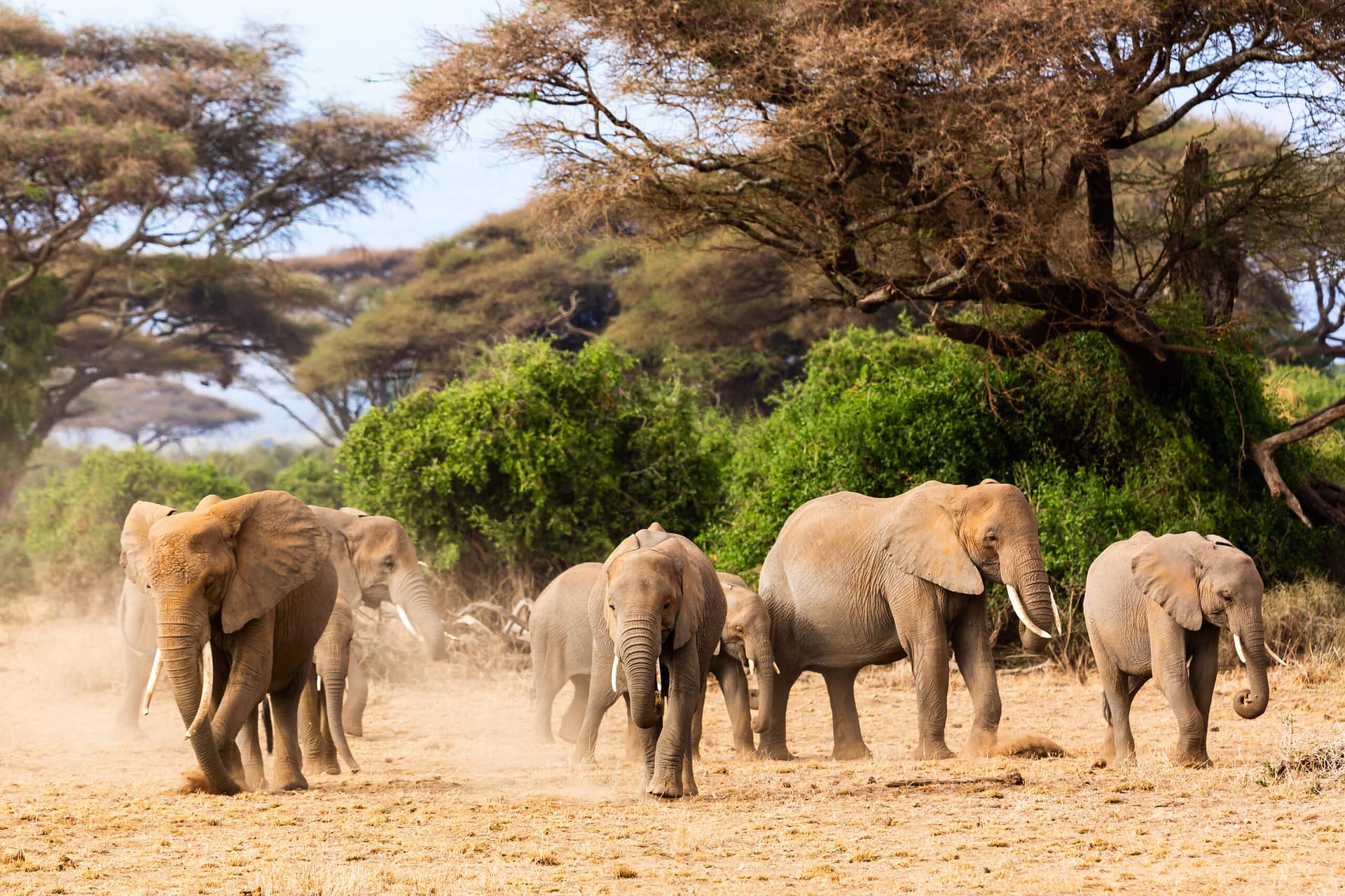 Tarangire National Park Tarangire National Park