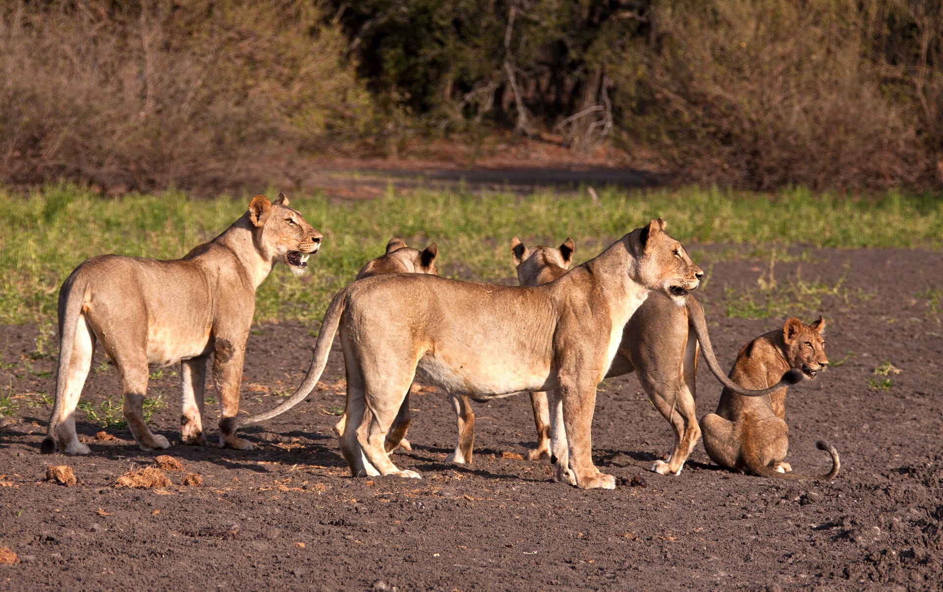 Nyerere National Park