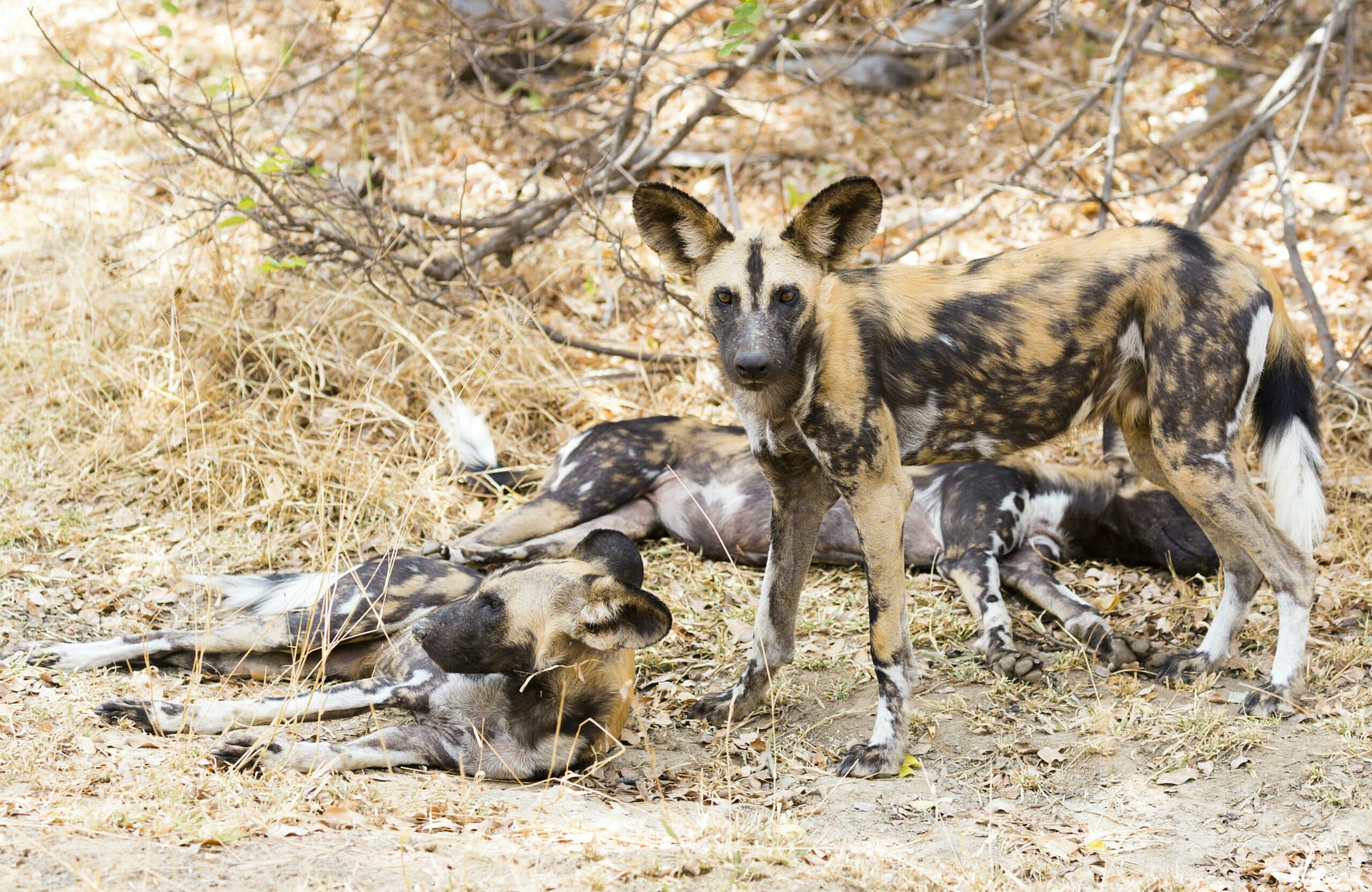 Safari in Tanzania