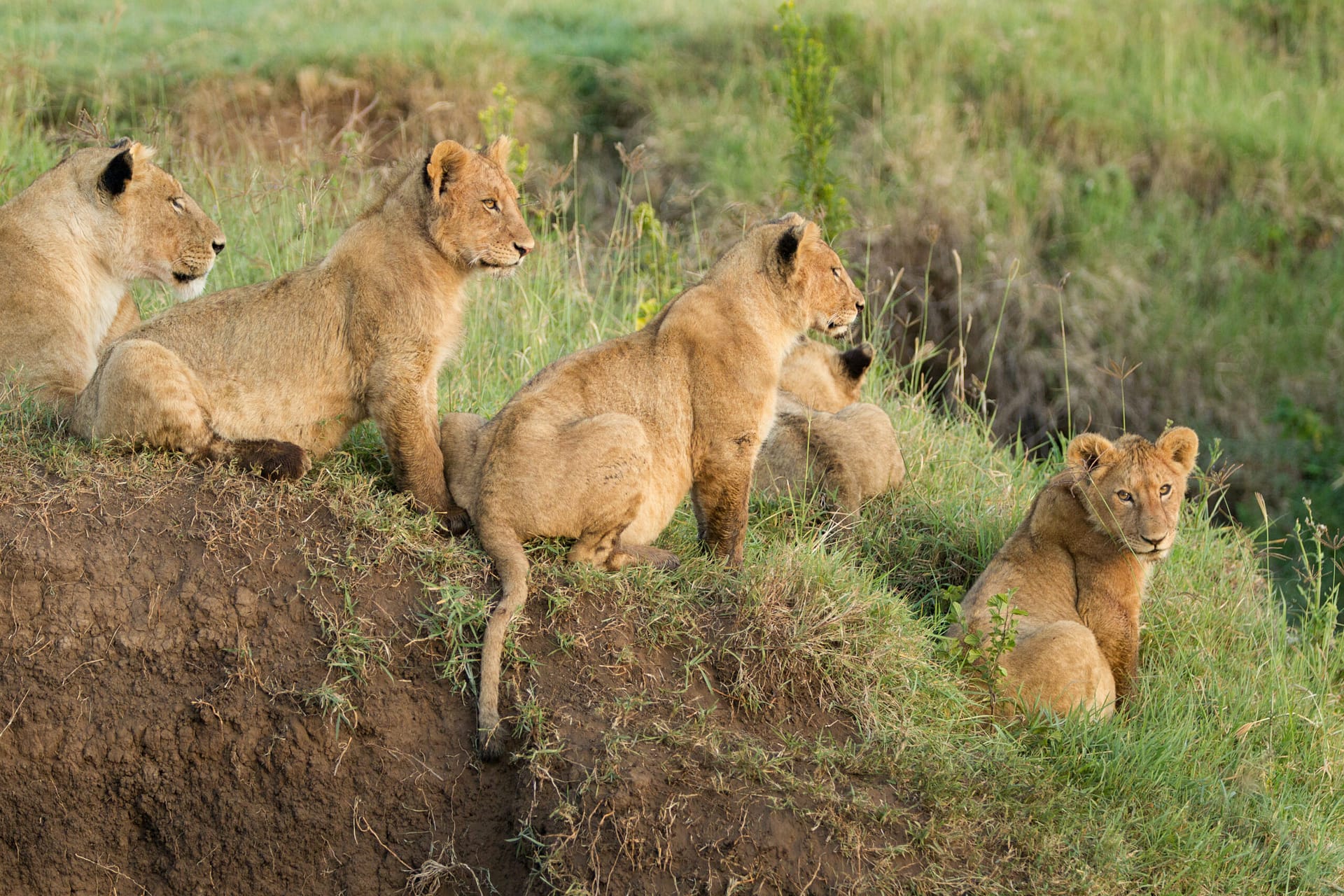 Ngorongoro Crater