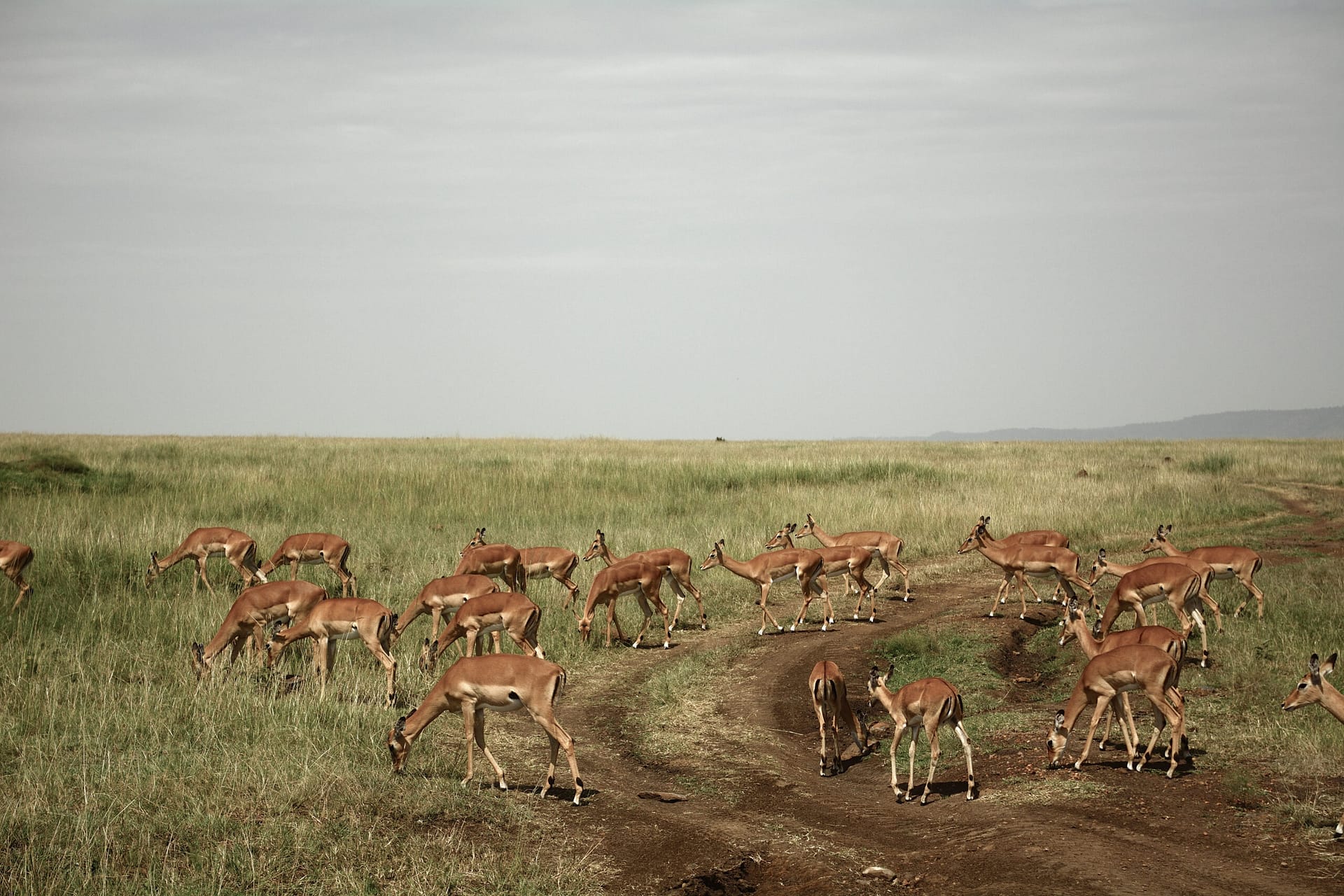 Nyerere National Park