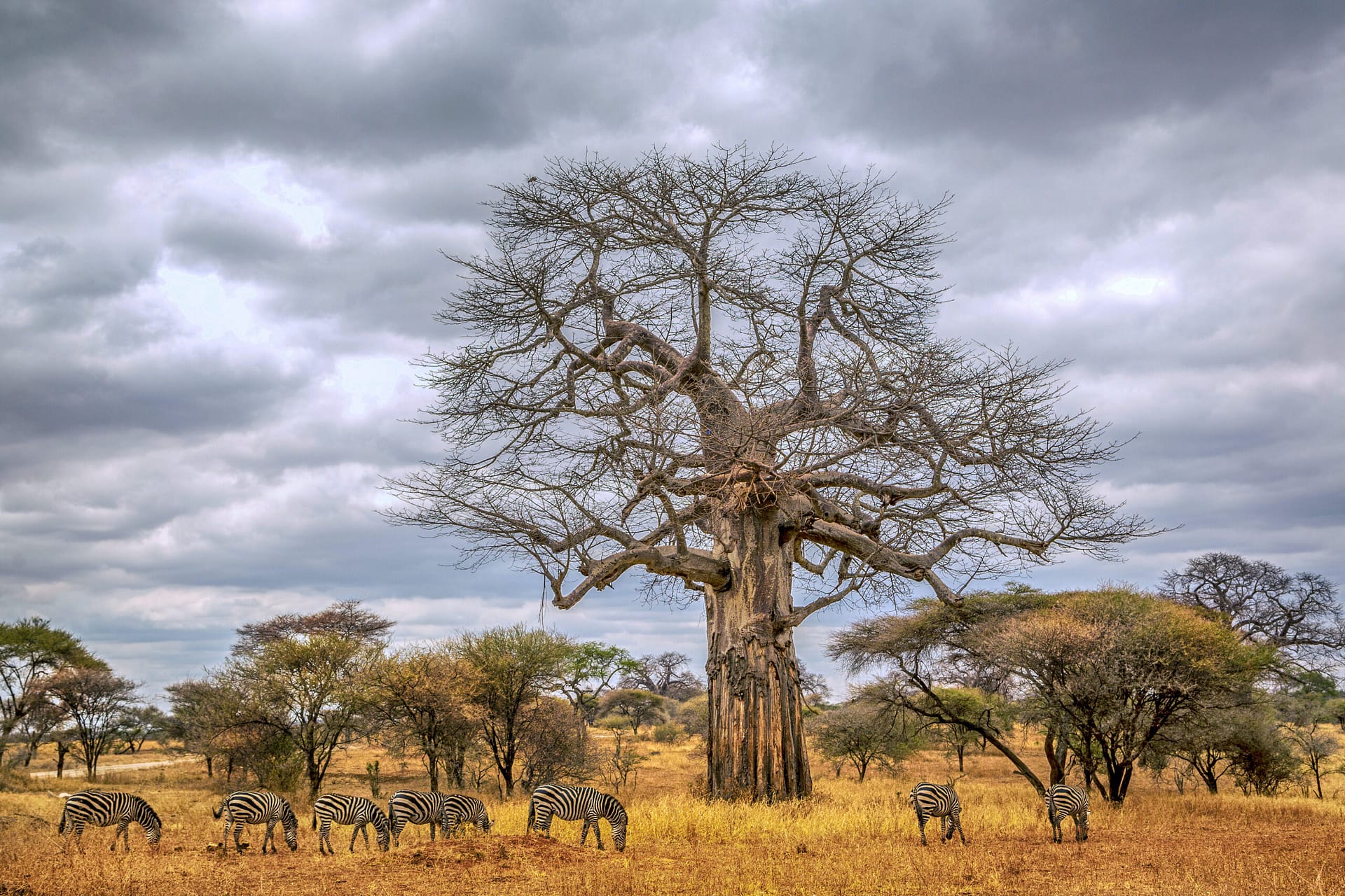 Safari in Tanzania