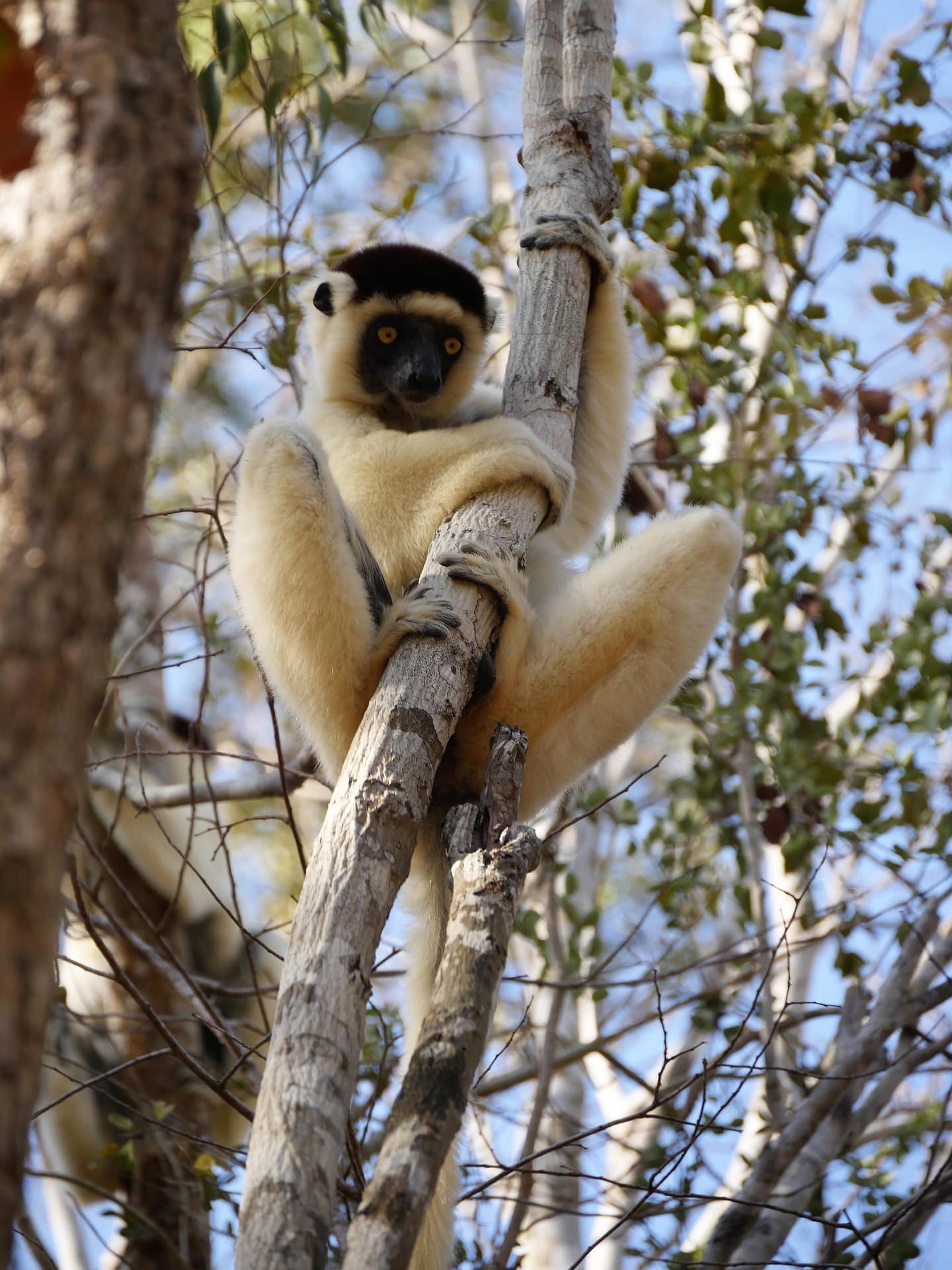 Madagascar