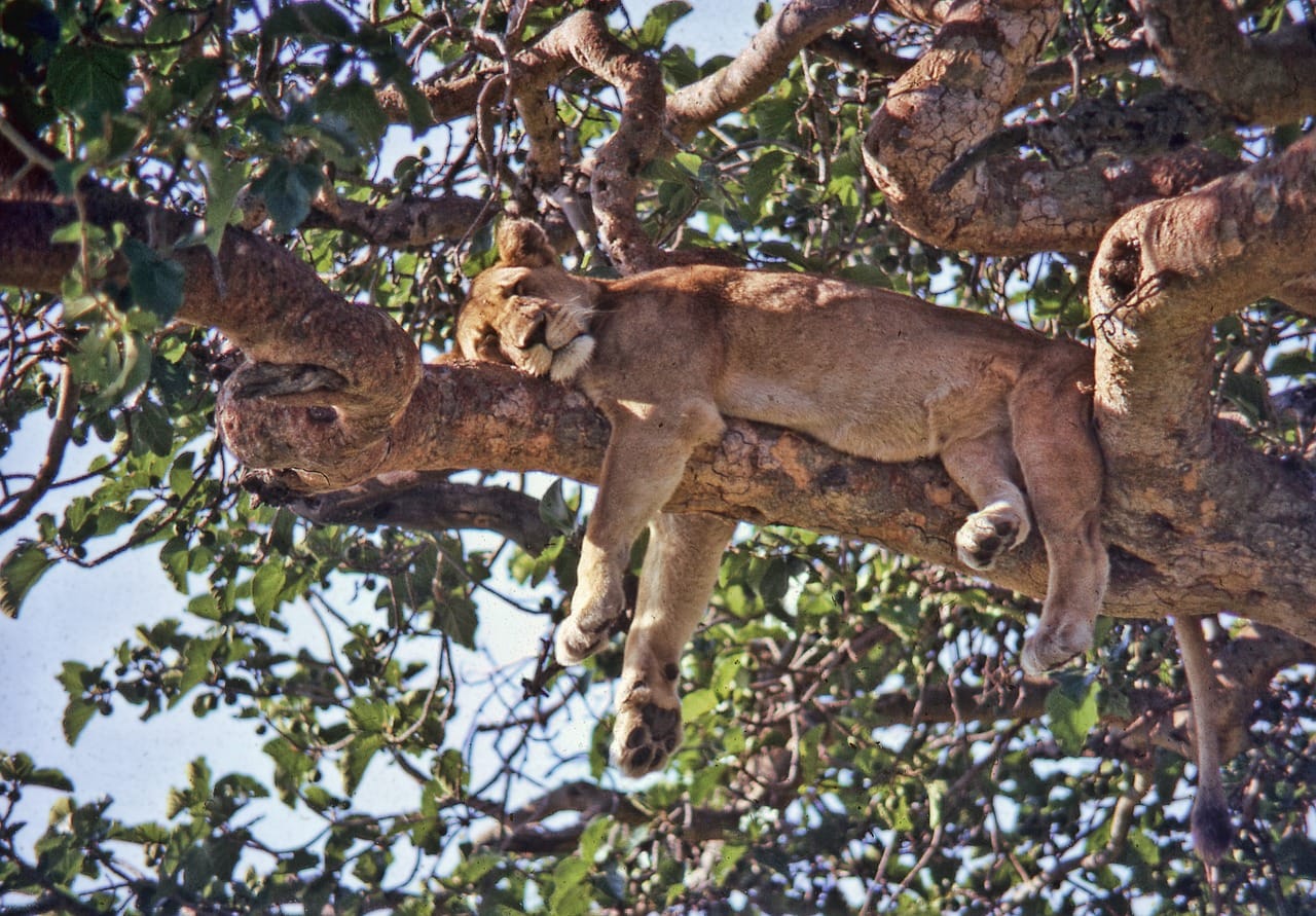 Safari in Uganda Safari in Uganda