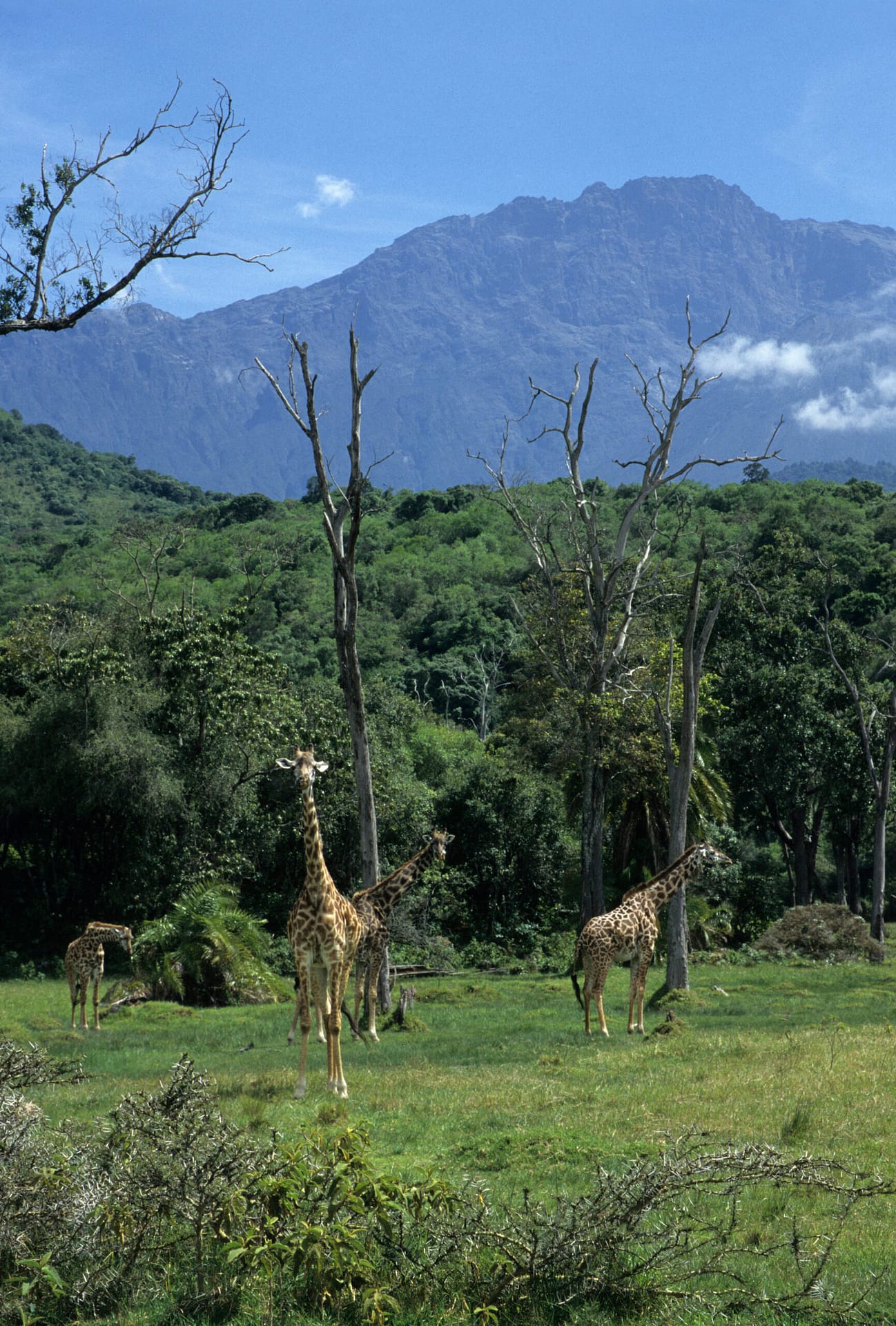Mount Meru Mount Meru